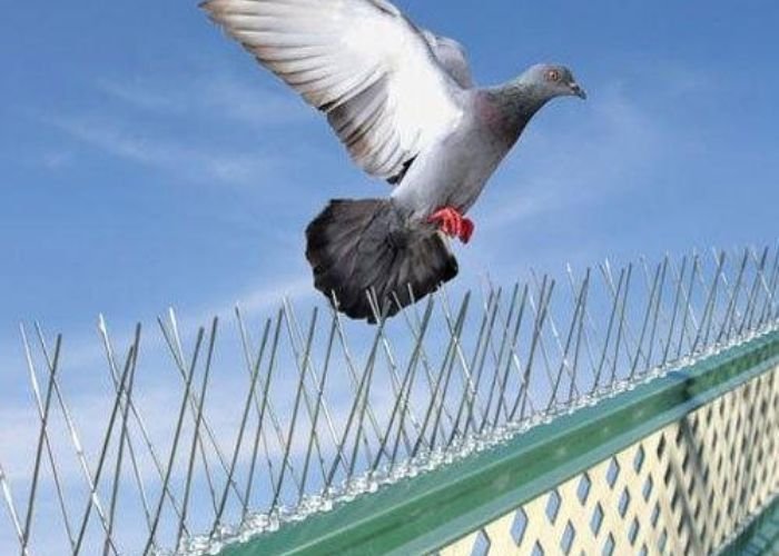 Bird Spikes in Chennai