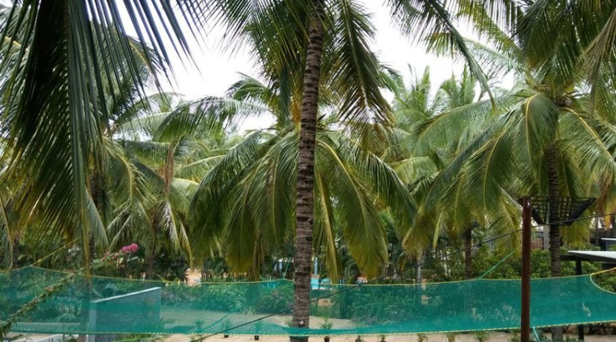 Professional coconut tree safety net fixing service by Hasini Safety Nets team in Chennai